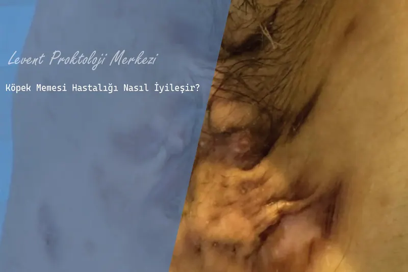 Köpek Memesi Hastalığı Nasıl İyileşir